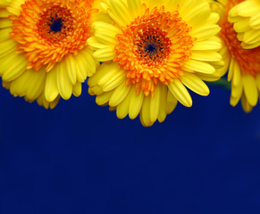 Gerbera 2