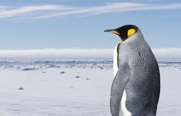 Tableaux ronds sur aluminium Pingouin Pingouin royal