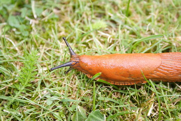 Schnecke auf Rasenfläche