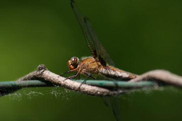 Macro di libellula su ramo. 
