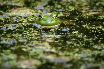 Frog