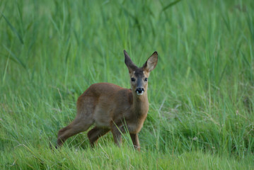 jeune chevreuil dans l'herbe verte
