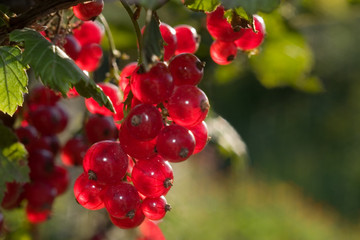 Red currant