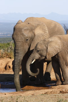 Elephant Mom And Daughter