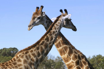 Giraffes crossing necks