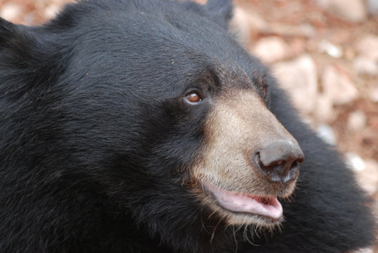 ours