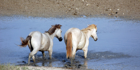 2 HORSES