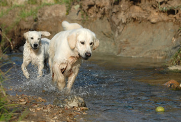 golden retriver