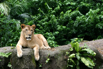 Fototapeta na wymiar Lion King