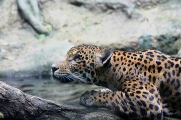 Jaguar im Zoo von Singapur
