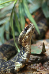 Schlange im Zoo von Singapur