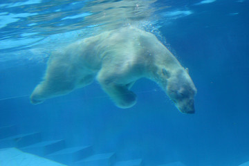 Ours polaire au zoo de Singapour