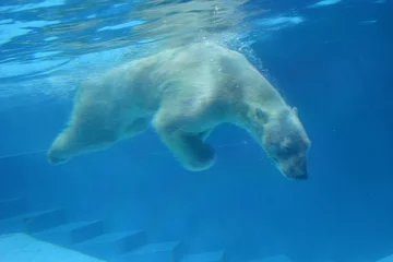 Crédence de cuisine en verre imprimé Ours polaire Ours polaire au zoo de Singapour