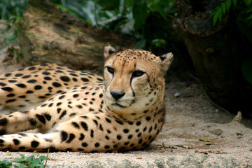 Gepard im Singapurer Zoo