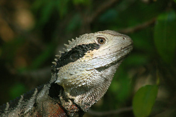 Echse in Sydney, Australien