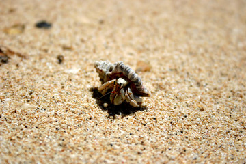 Einsiedlerkrebs am Strand von Samoa