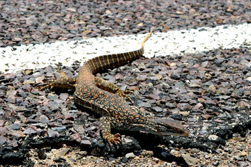 Varan