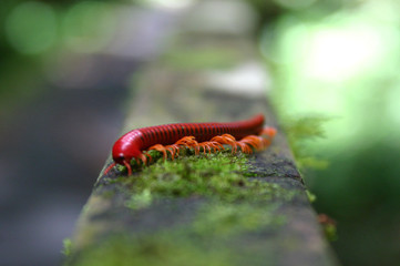 Tausendfüßer im Niah National Park auf Borneo, Malaysia