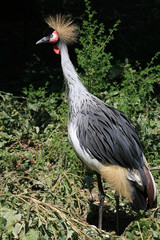 Fototapeta premium Gray Crowned Crane.