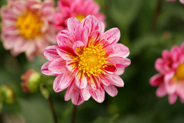 Obraz premium Dahlia