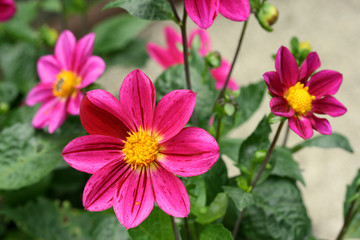 Pink Dahlia's