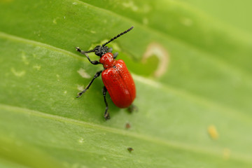 Red beetle