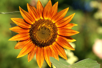 Golden Sunflower