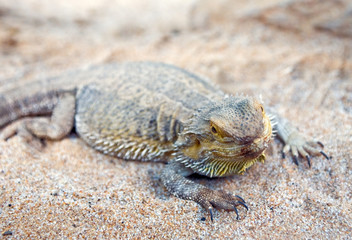 Bearded Dragon