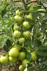 tomaten