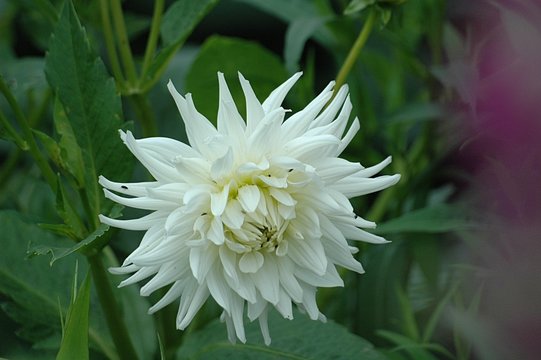 dalhia