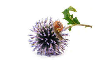 slug on blue flower - Powered by Adobe
