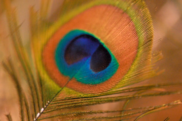 Peacock feather-detail