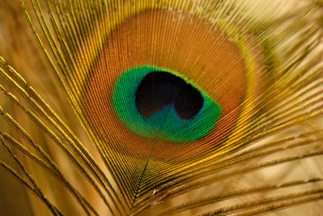 Peacock feather-detail