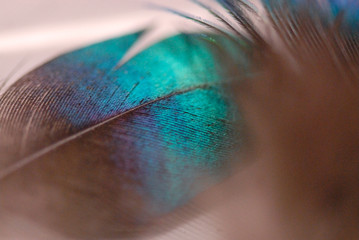 Peacock feather-detail