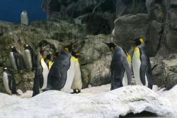 Obraz premium group meetin of penguin