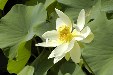 lotus