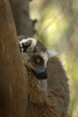 Ring-tailed Lemur