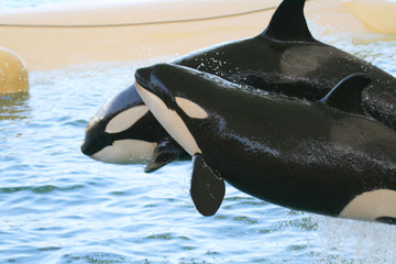 Obraz premium couple of killer whales