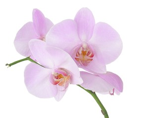 Naklejka na ściany i meble różowe kwiaty orchidei