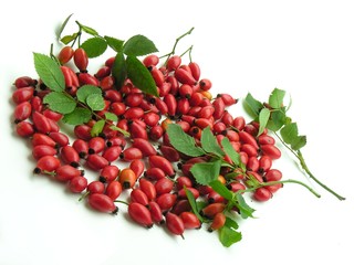 fruits of briar rose