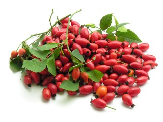 wild rose red fruiyts for jam or juice