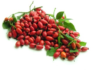 wild rose red fruits for jam or juice