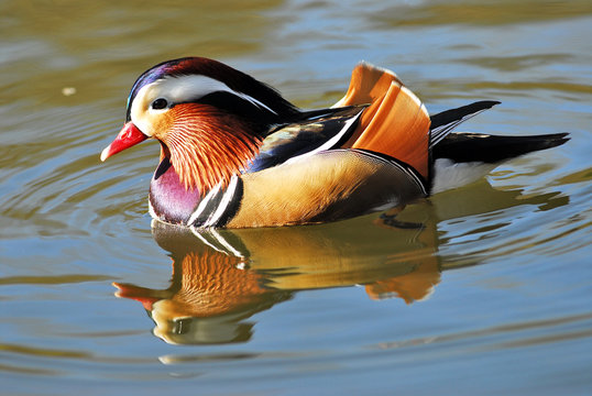 canard mandarin sur l'eau