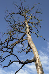 Toter Baum