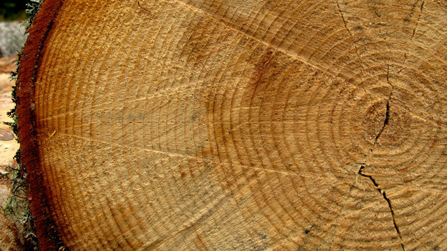 coupe d'un arbre