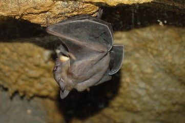 chauve-souris