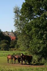 Plakat Pferde vor Schloss Hämelschenburg