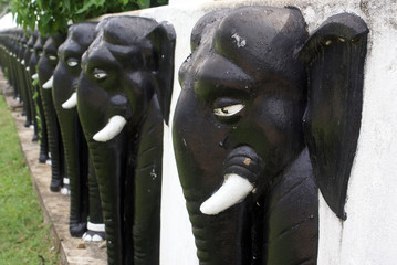 Black elephants