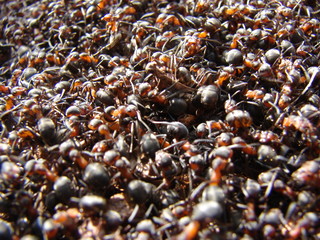 Insectopolis
