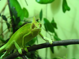 Chameleon (Chamaeleonidae)